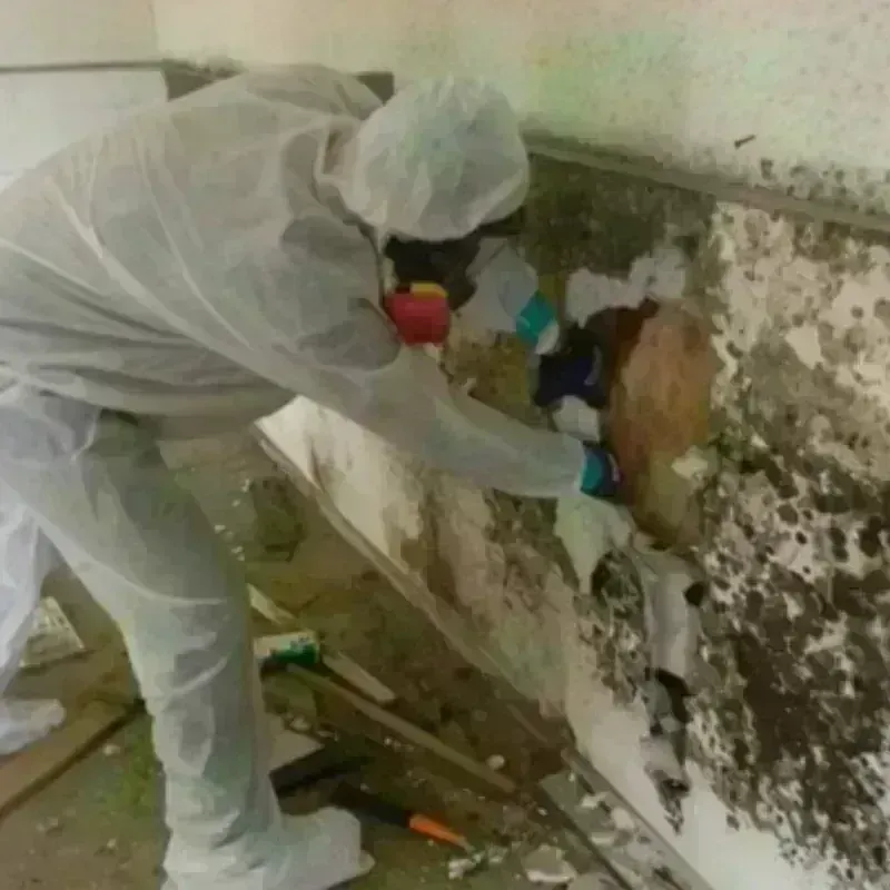 Mold Remediation and Removal in Bohemia, NY